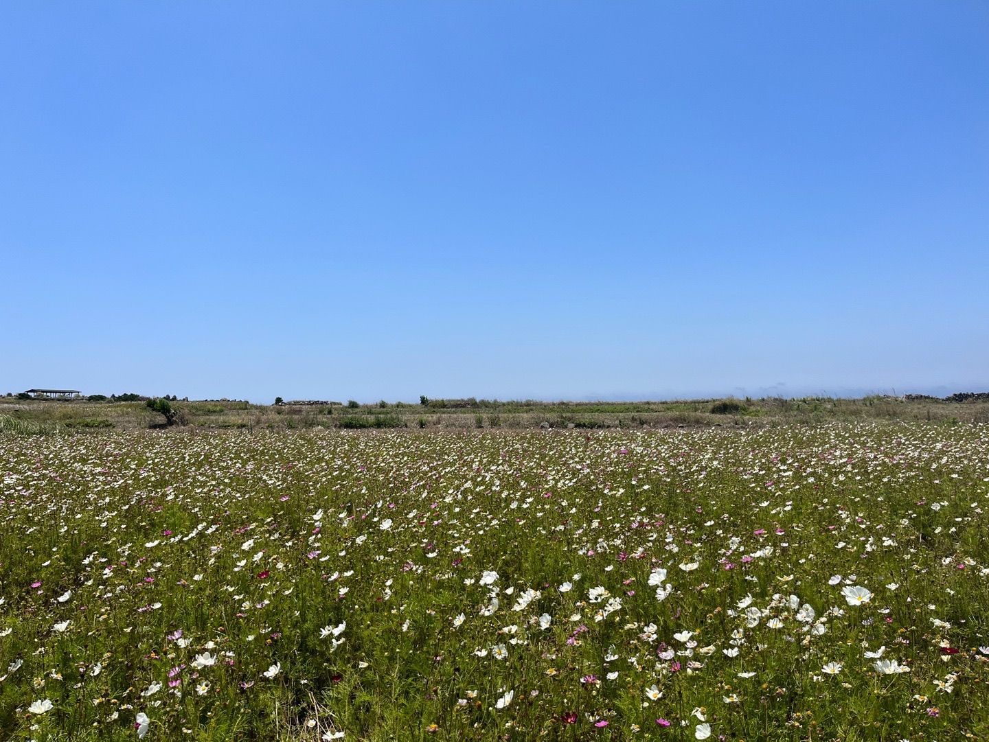 P20220606_154934681_BD8B527D-C7EE-4264-BD49-87EF6D542BF0