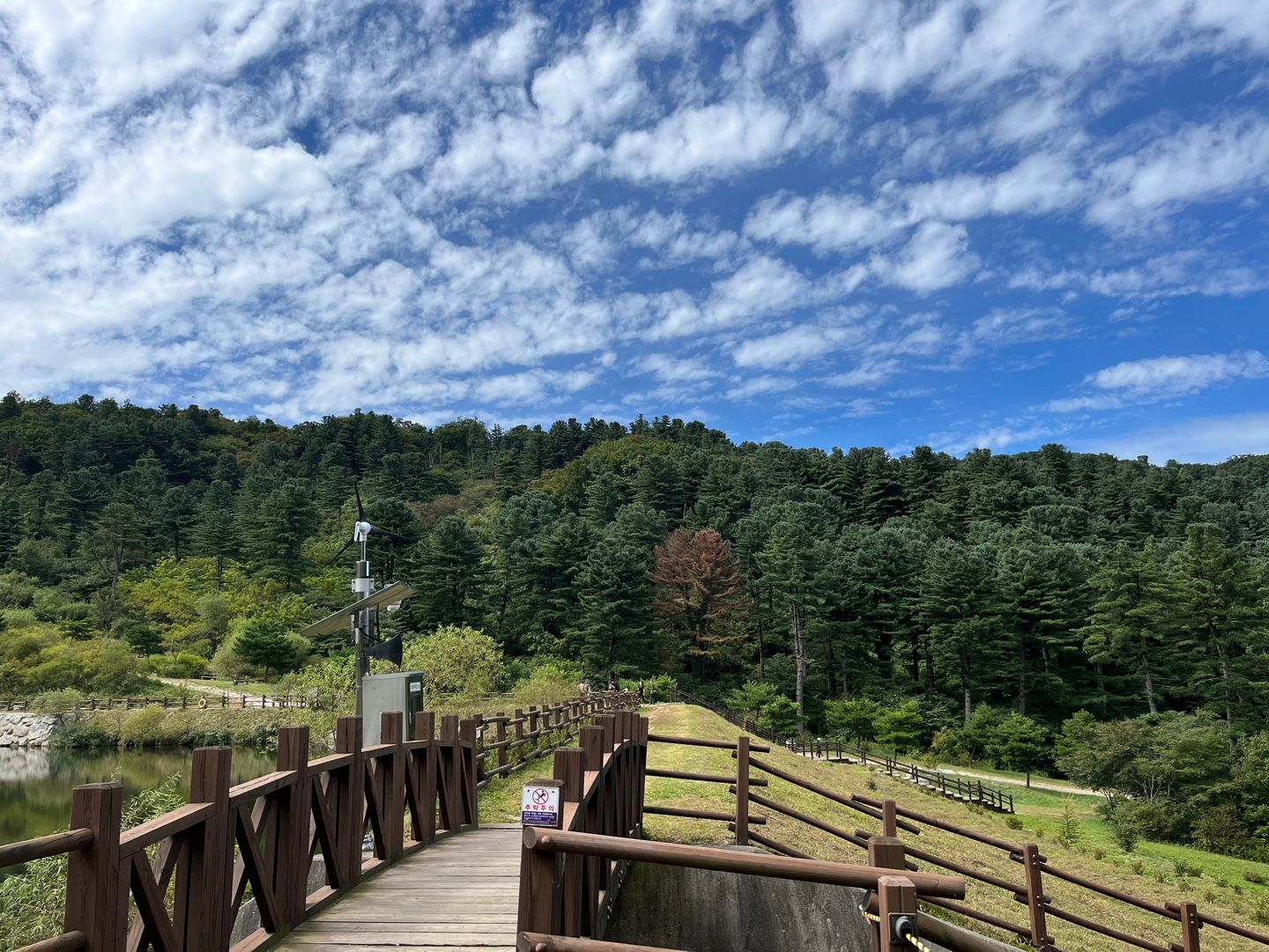 축령산 잣나무 숲