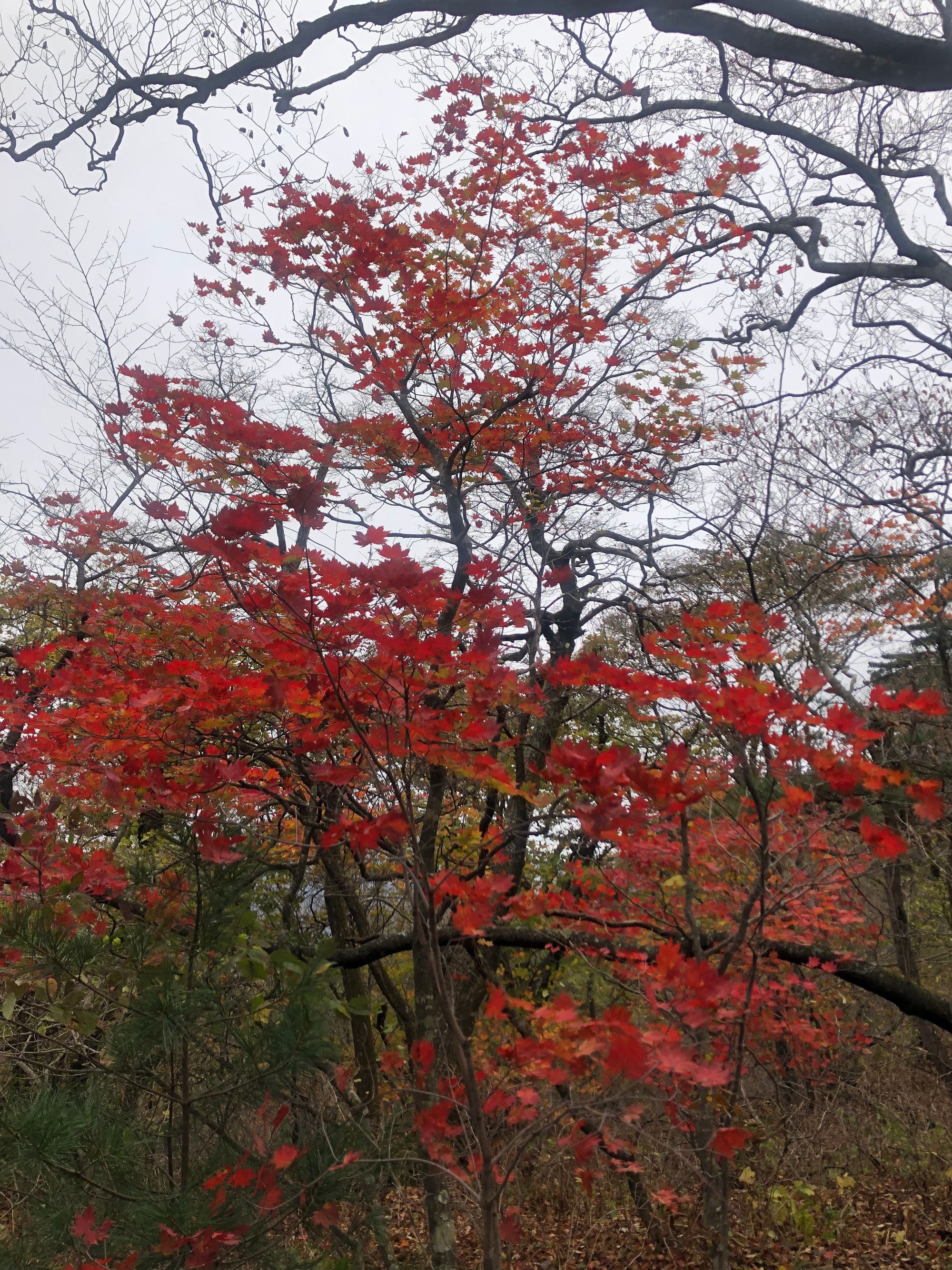 설악산 첫눈 산행