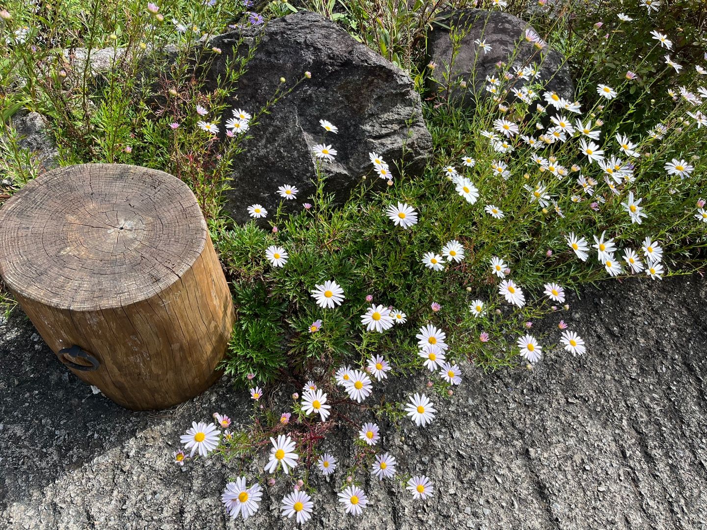 축령산 잣나무 숲