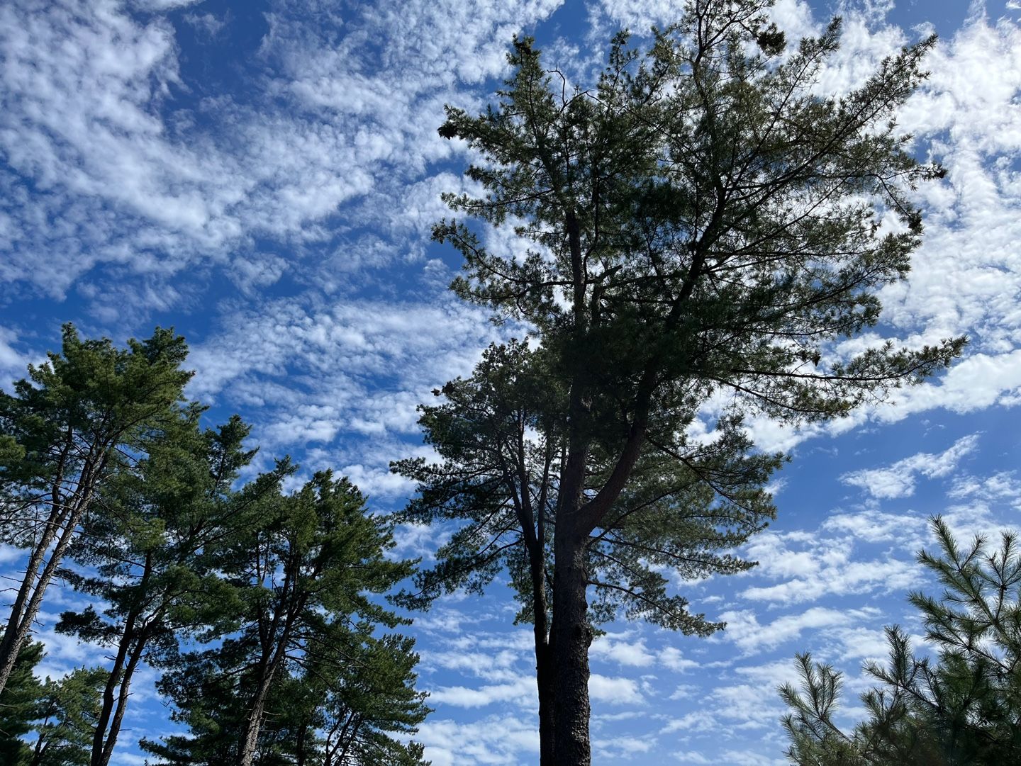 축령산 잣나무 숲