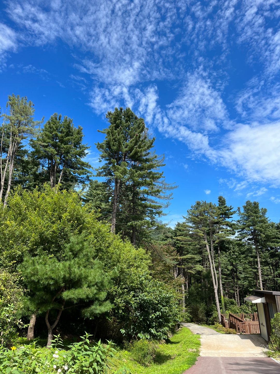 축령산 잣나무 숲
