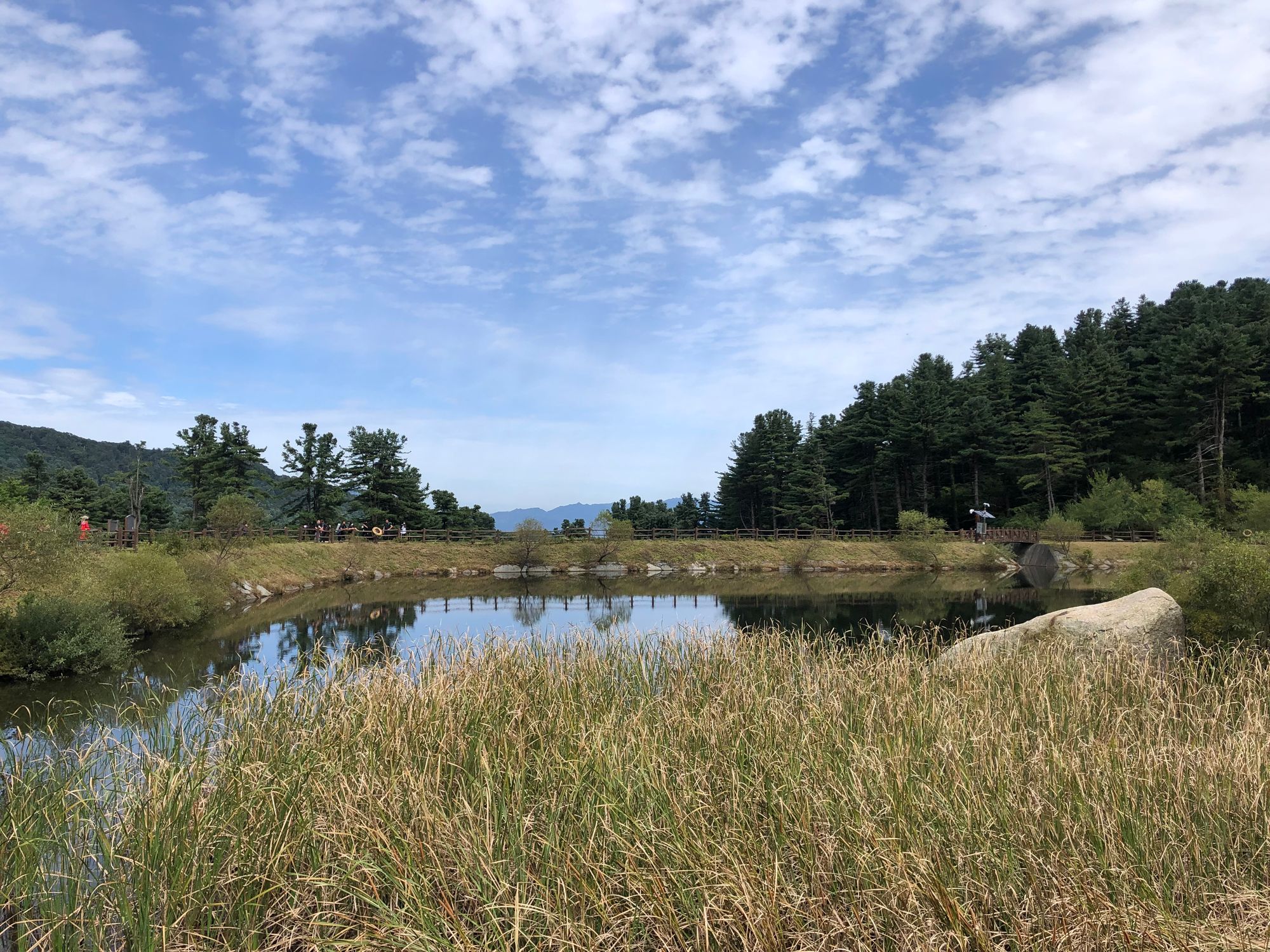 축령산 잣나무 숲