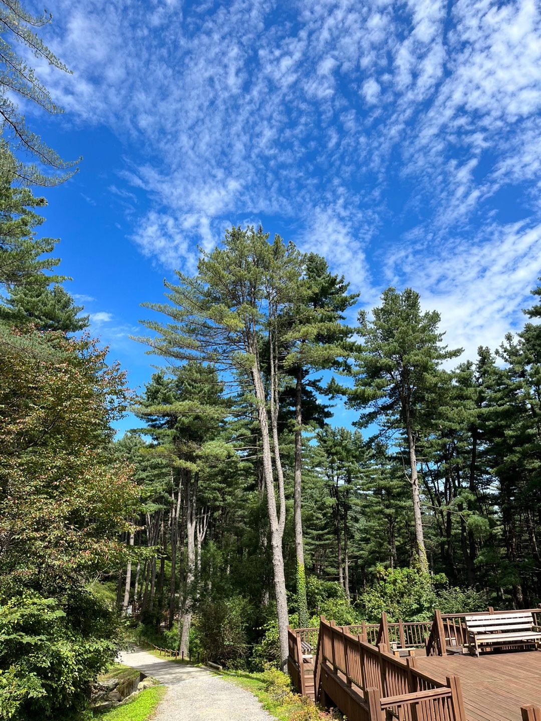 축령산 잣나무 숲