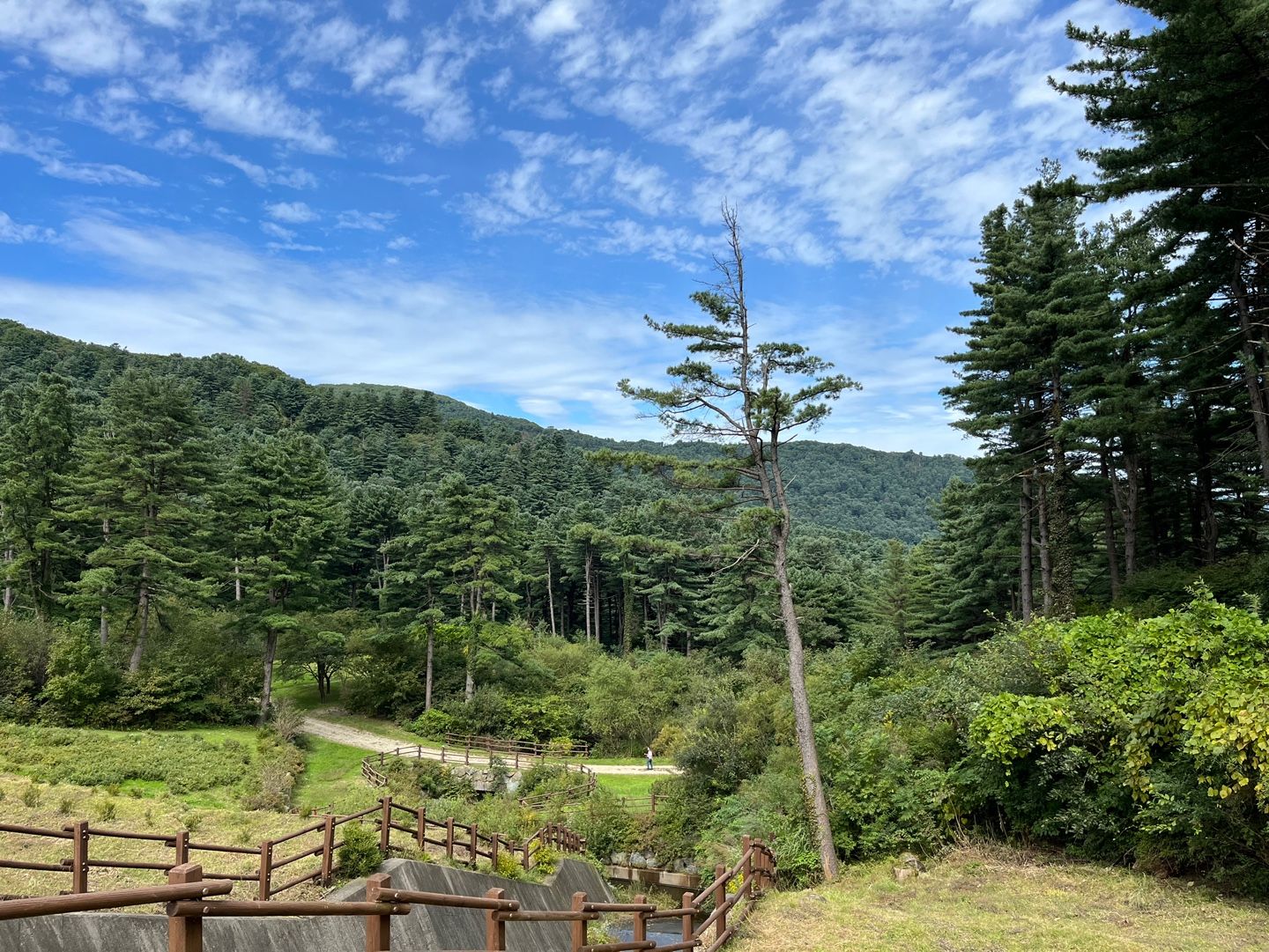 축령산 잣나무 숲