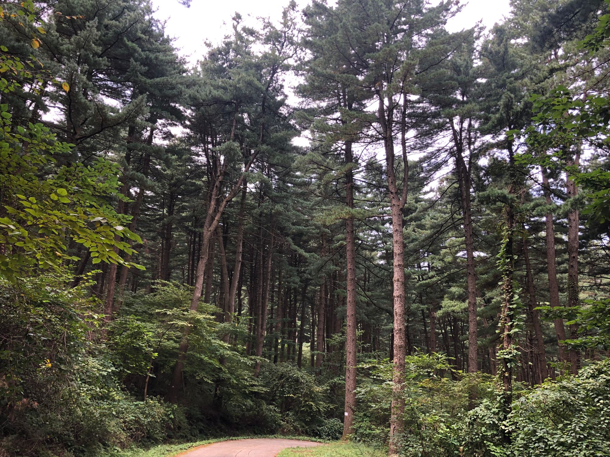 축령산 잣나무 숲