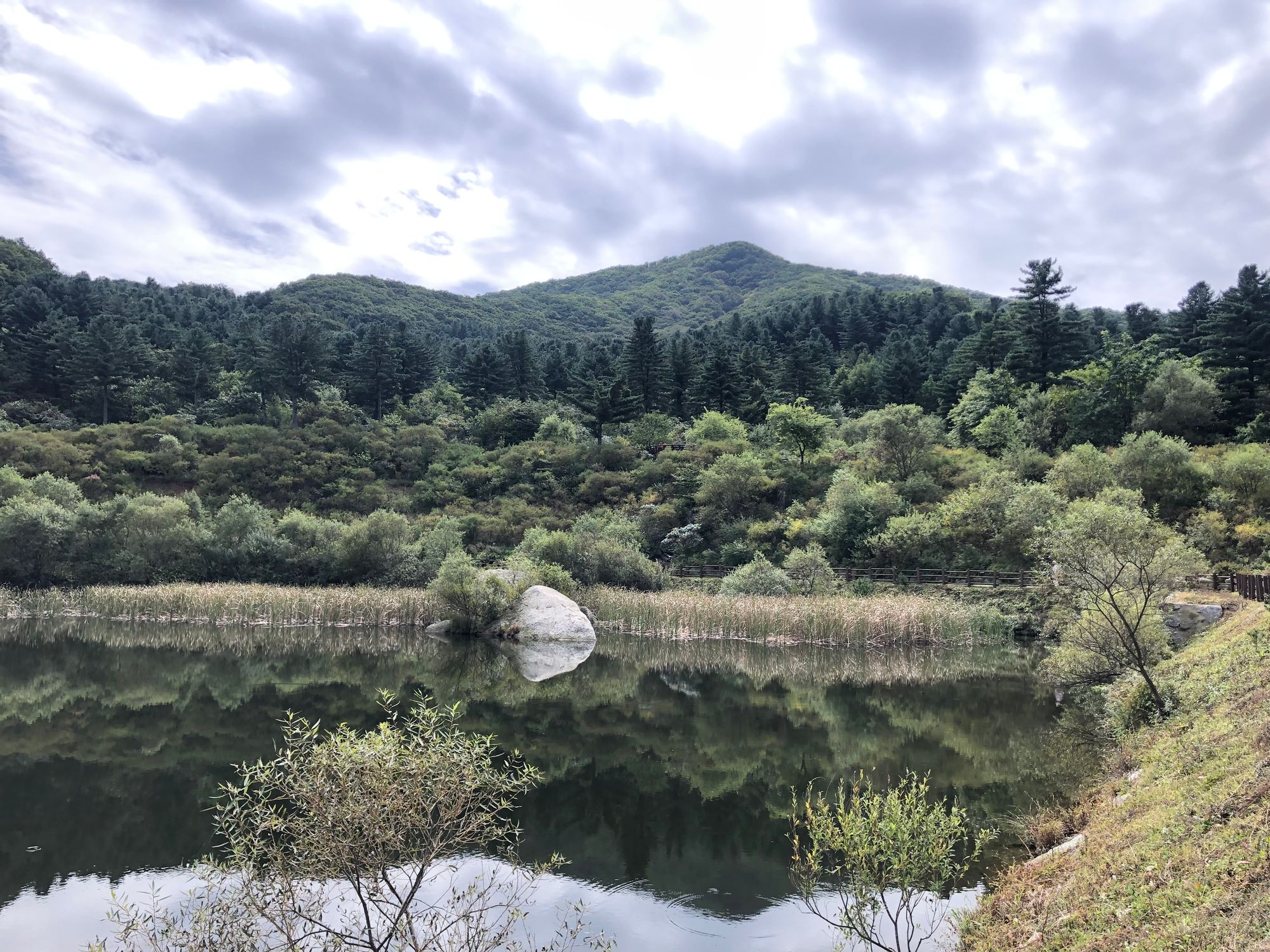 축령산 잣나무 숲