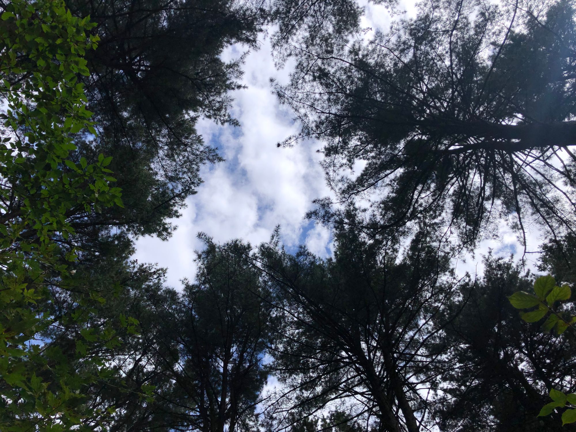 축령산 잣나무 숲