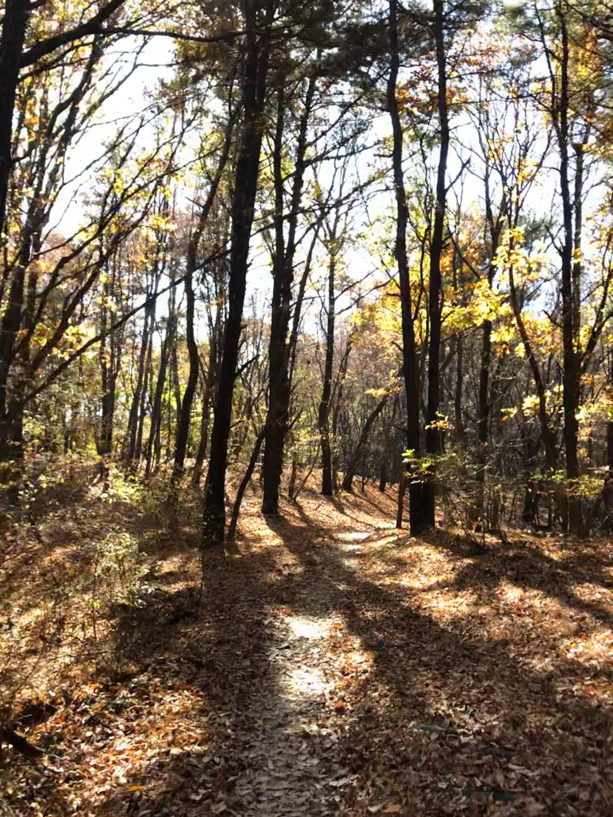 구대인(구룡산-대모산-인능산)