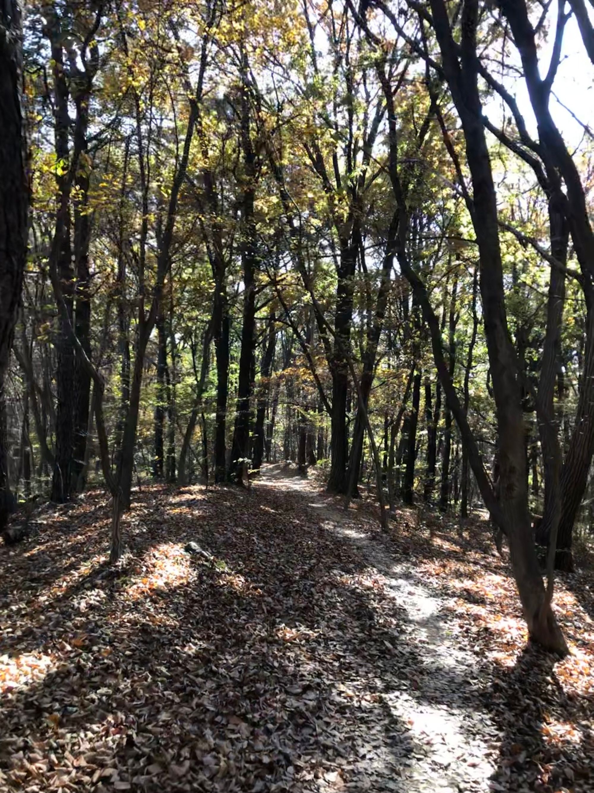 구대인(구룡산-대모산-인능산)