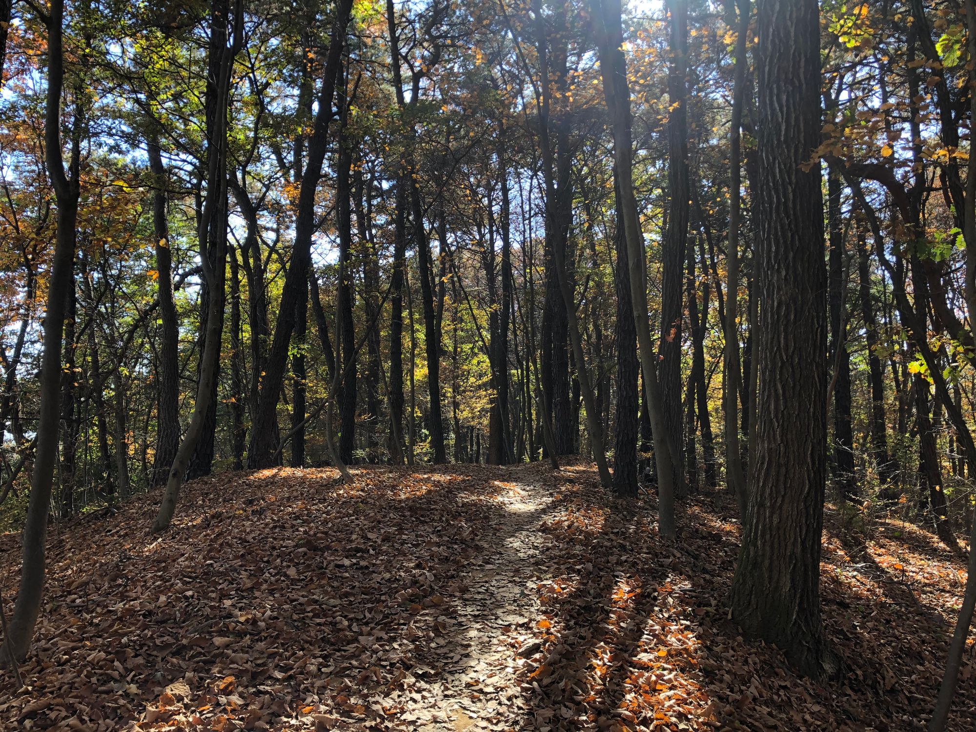 구대인(구룡산-대모산-인능산)