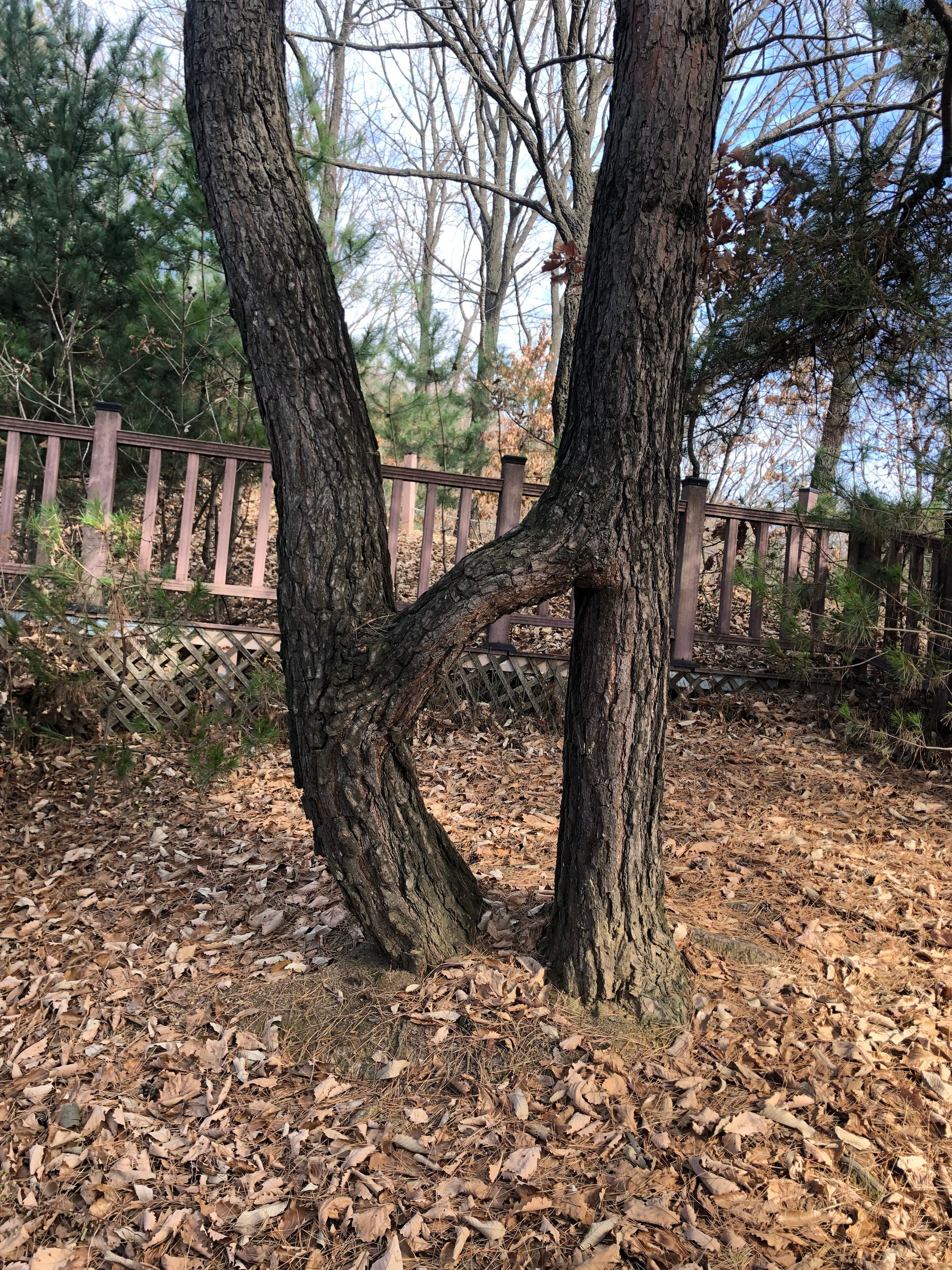 걷기 좋은 길 - 영장산에서 남한산성