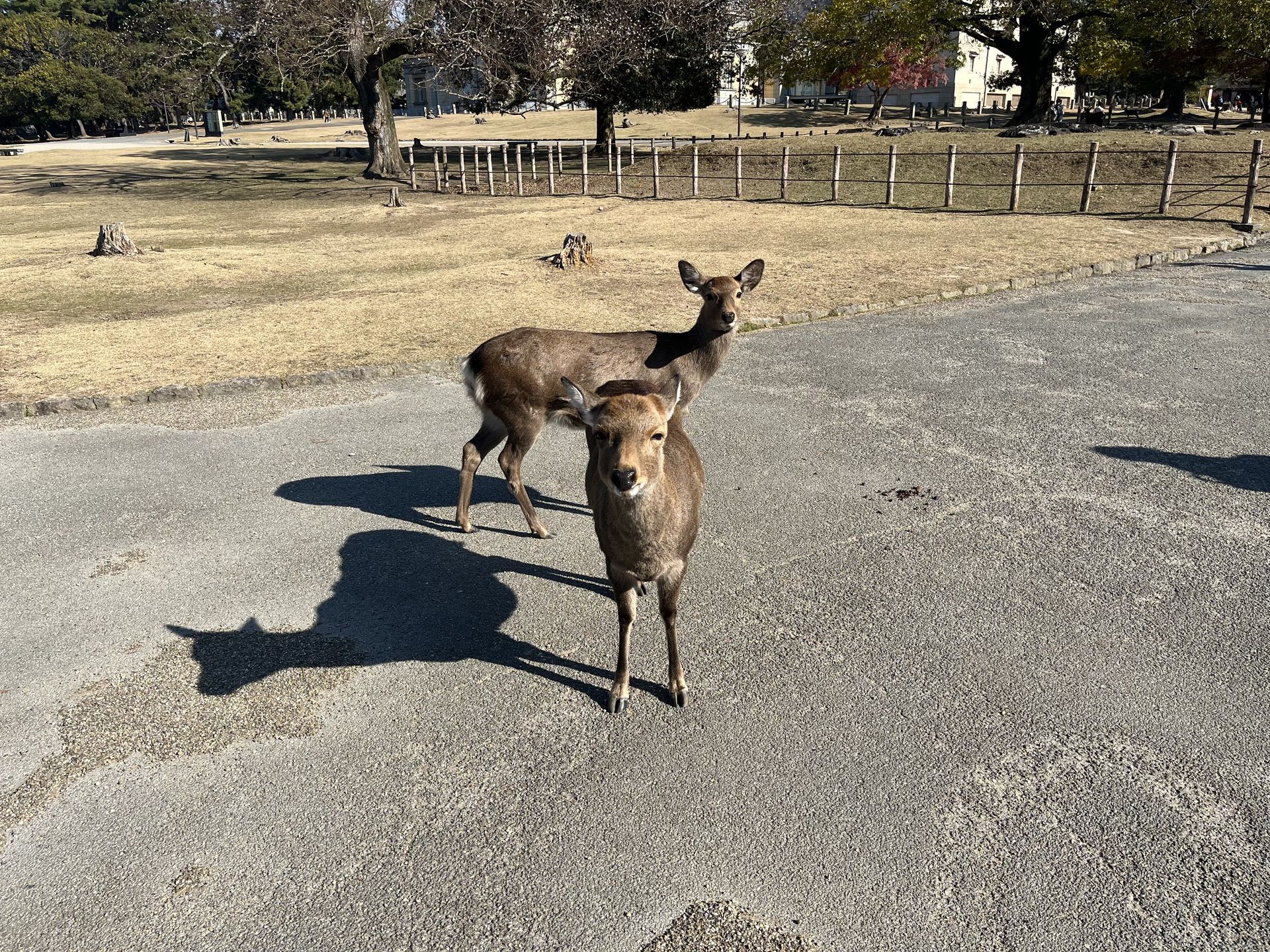 간사이(오사카,교토,나라) 늦 가을