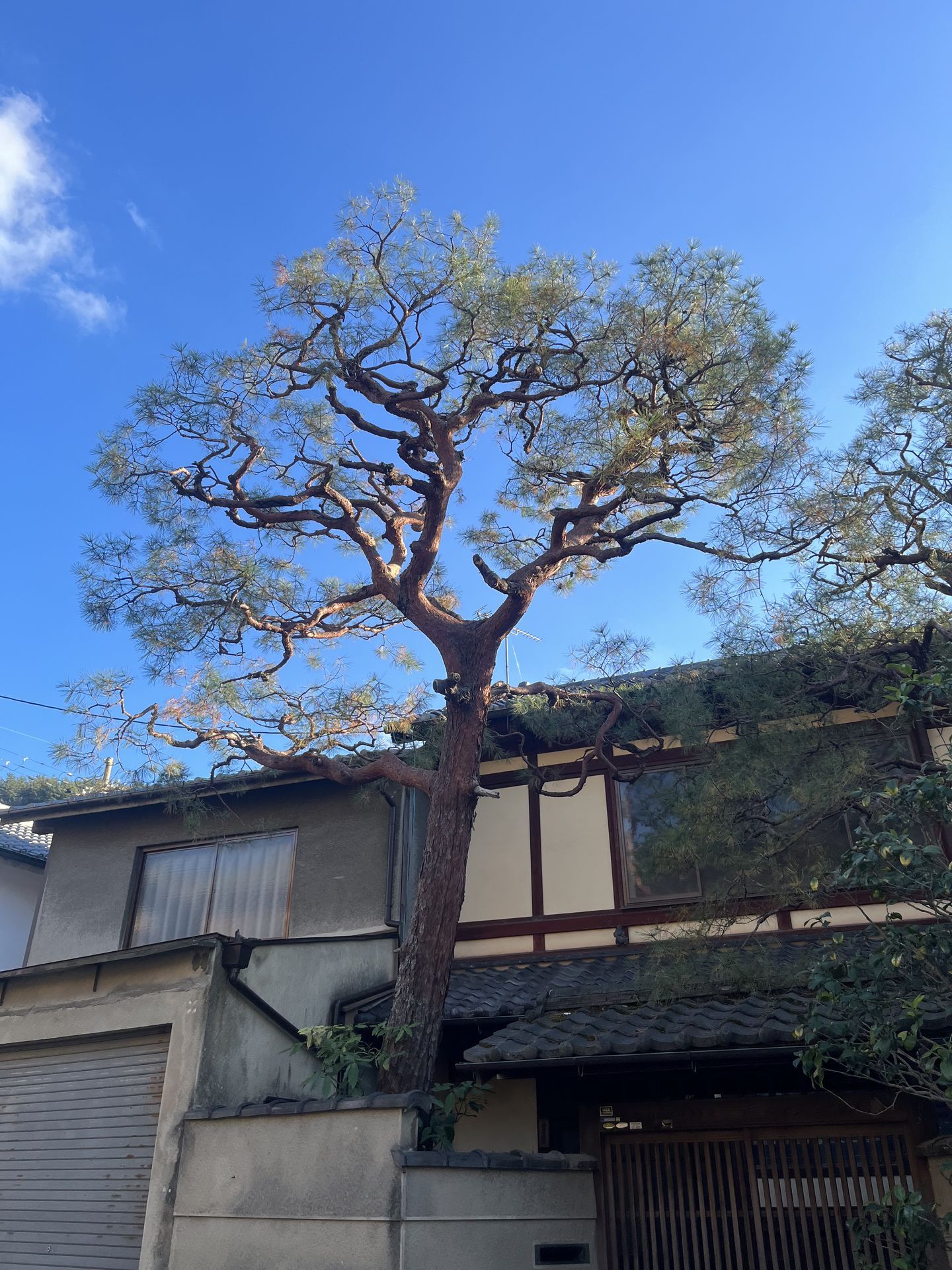 간사이(오사카,교토,나라) 늦 가을