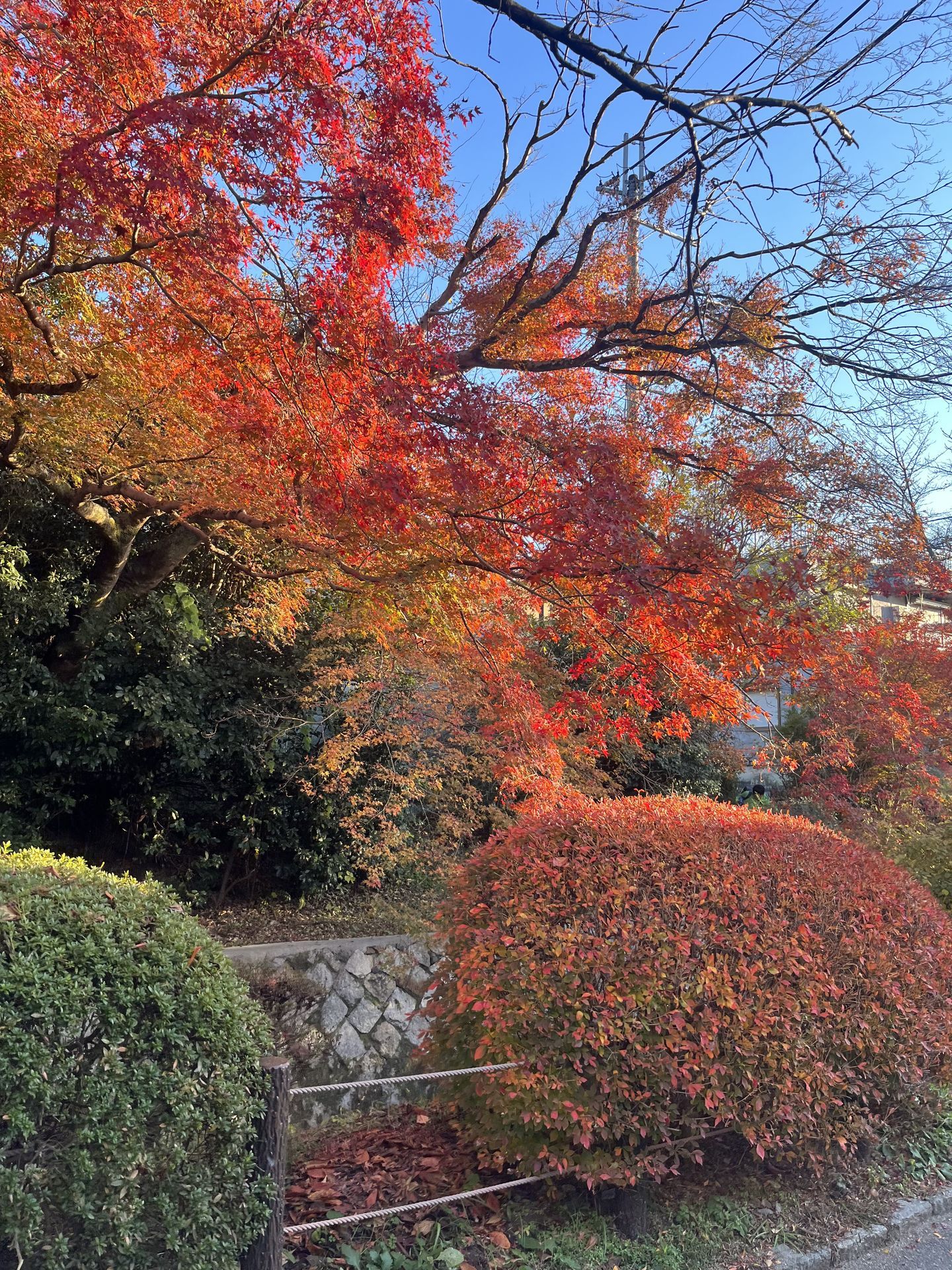 간사이(오사카,교토,나라) 늦 가을