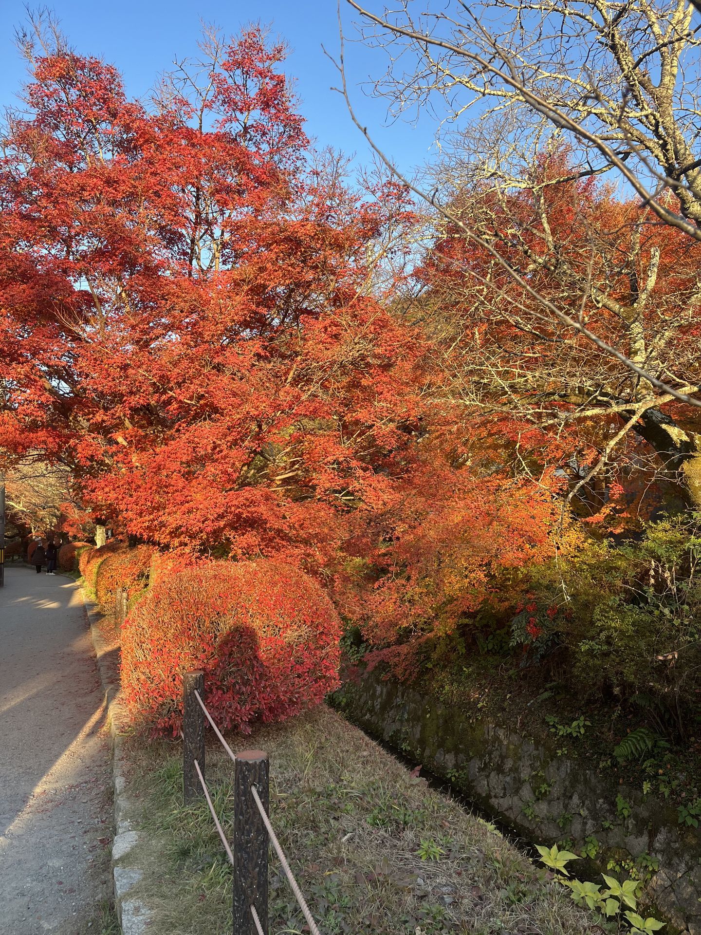 간사이(오사카,교토,나라) 늦 가을