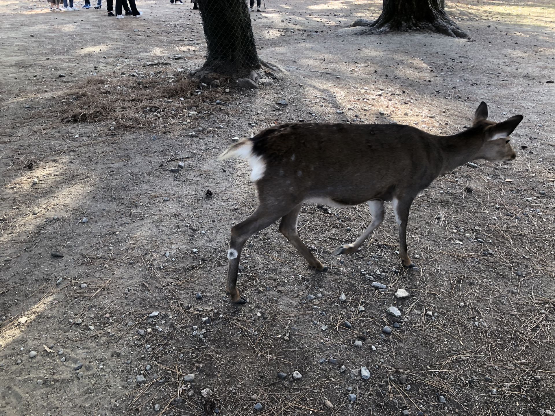 간사이(오사카,교토,나라) 늦 가을