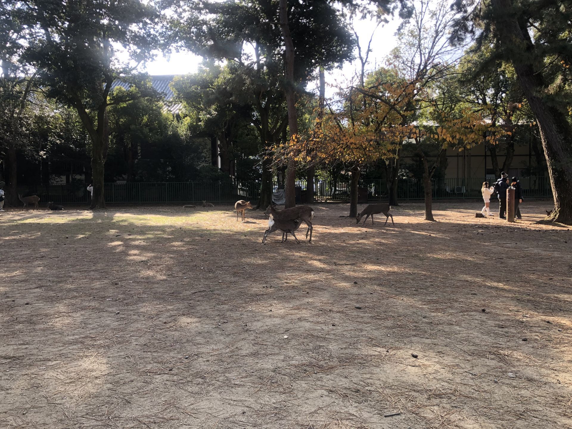 간사이(오사카,교토,나라) 늦 가을