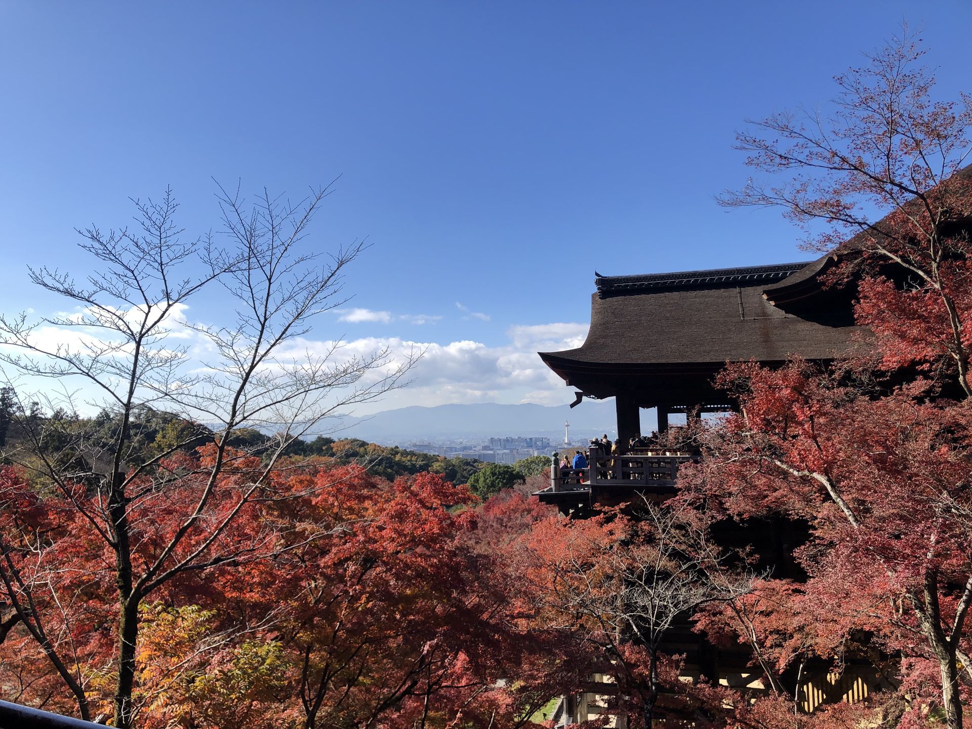 간사이(오사카,교토,나라) 늦 가을