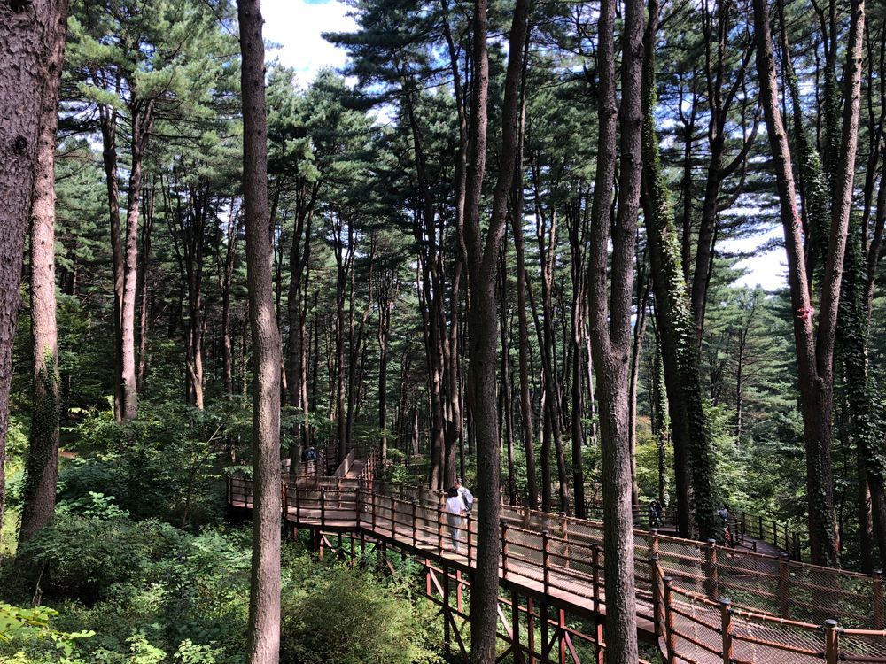 축령산 잣나무 숲